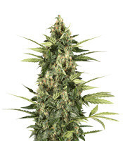 Big Stilton Auto (Big Head Seeds) Cannabis-Samen