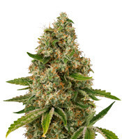 Silver Cheese (Big Buddha Seeds)