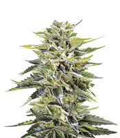 Sour Lemon OG feminized seeds (Emerald Triangle Seeds)