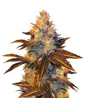 Stracciatella (T.H. Seeds) Cannabis-Samen