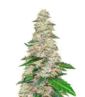 Super Skunk Automatic feminized seeds (Sensi Seeds)