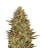 Graines de cannabis Wedding Flowers (Dr. Krippling Seeds)