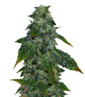 Graines de cannabis Blue Sherbet S1 (The Plug Seedbank Seeds)