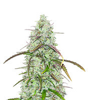 CBD Critical Mass Auto Feminized Seeds (Herbies Seeds USA)