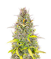 Semillas de Crystal WW Autoflower (EGS)