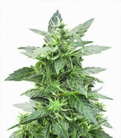 Graines de cannabis Sticky Zkittlez Glue (Cream of the Crop Seeds)