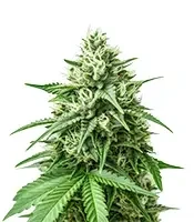 Mind Bender feminized seeds