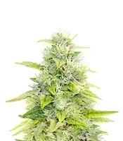Skywalker Auto (Mephisto Genetics)