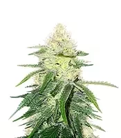 Wombat feminized seeds