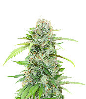 The White Fire OG Feminized Seeds (Seedkeepers)