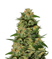 Green Crack feminized seeds (Garden of Green)