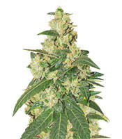 Somango feminized seeds (Soma Seeds)