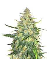 Trans Siberian Auto (Auto Seeds) Cannabis-Samen