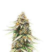 Delicious Cookies Early Version Feminized Seeds (Delicious Seeds)