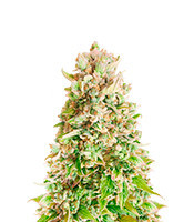 Forbidden Fruit Feminized Seeds (Herbies Seeds USA)