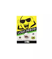 8 Mile regular (Loud Seeds)