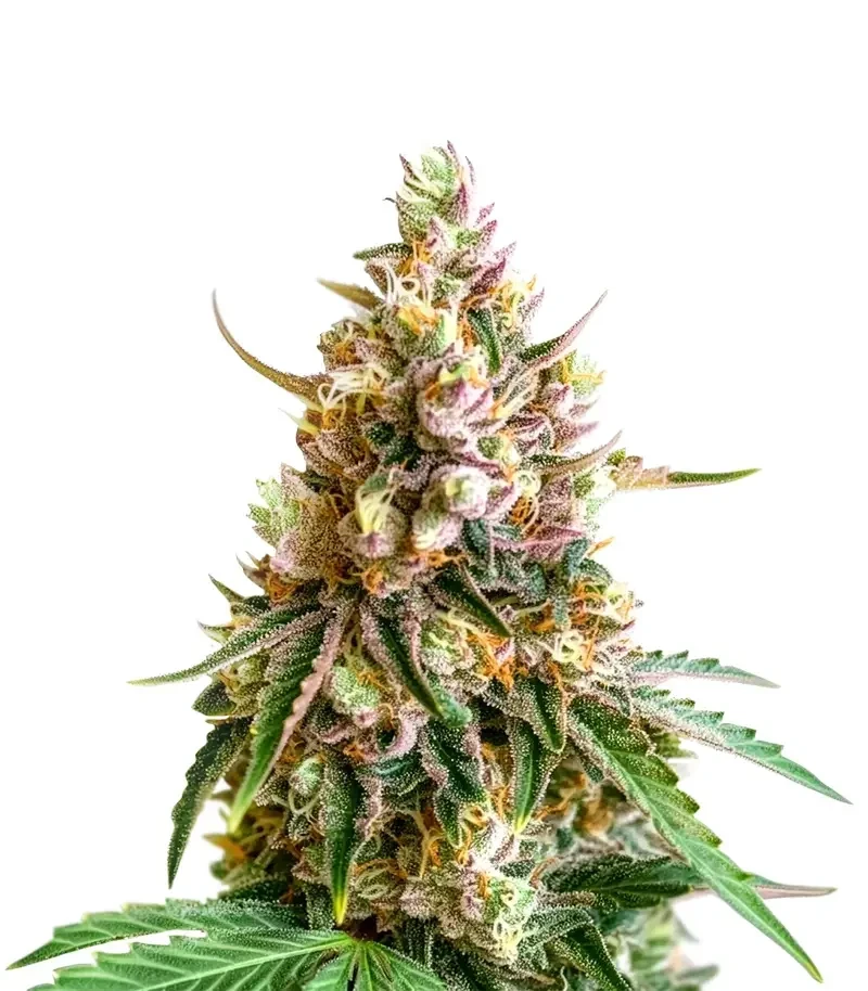 Fruit Bomb Punch Seeds (Dutch Passion)