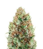 Moonshine Mass feminized seeds