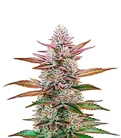 Purple Original Z Lemon Bean Seeds