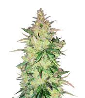 Auto Gorilla OG feminized seeds