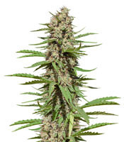 Black Domina 98 x ErdPurt feminized seeds