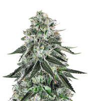 Dark Star x AK-49 feminized seeds