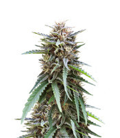 Graines de cannabis Frizzy Kush (Seedstockers)