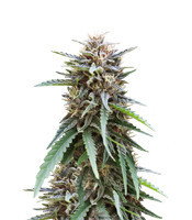 Frizzy Kush feminized seeds