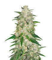 Gelato Auto Seeds For Sale