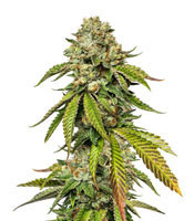 Kosher Sorbet feminized seeds