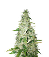 Lemon Ice 2.0 feminized seeds