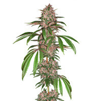 Pakistan Chitral Kush feminized seeds (CannaBioGen)