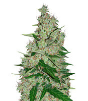 White Lavender feminized seeds