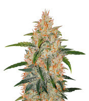 Graines de cannabis Z Auto (Original Sensible Seeds)