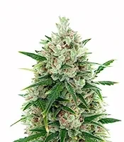 Auto Speed Haze Seeds