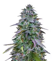 Cookies USA feminized seeds