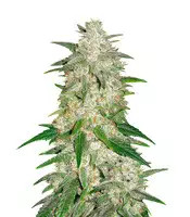 Gelato Auto feminisierte Samen (Fast Buds)