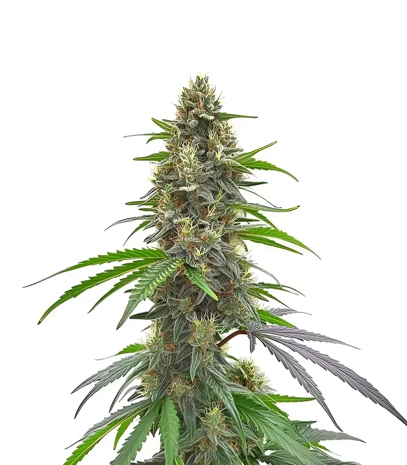 Permanent Marker Seeds (Blimburn Seeds)