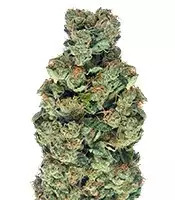 Sativa's Sour Diesel (Nirvana Seeds)