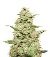 Tangie Regular (Reserva Privada)
