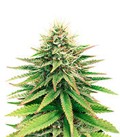 Tatanka Pure CBD feminized seeds (Royal Queen Seeds)