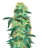 White Ice feminized seeds