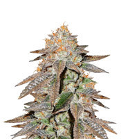 Graines de cannabis Brain Cake (Ripper Seeds)