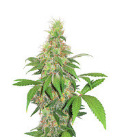 Early Bird Skunk (Sagarmatha Seeds)