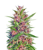 Graines de cannabis Malawi x PCK Regular (Ace Seeds)