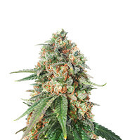 Afghan Kush x Super Skunk