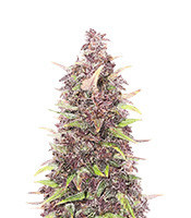 Purple Punch (Herbies Seeds)