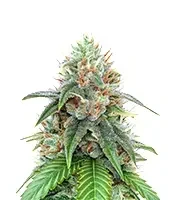 22 feminized seeds