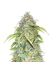 Forgotten Cookies Auto (Mephisto Genetics)