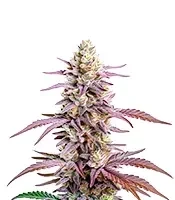 Glookies Seeds